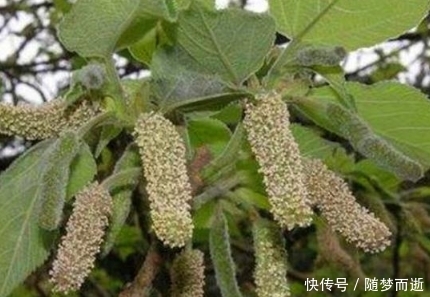 它是农村有名的“恶树”，人吃果实，鸡吃叶子，其实浑身都是宝！