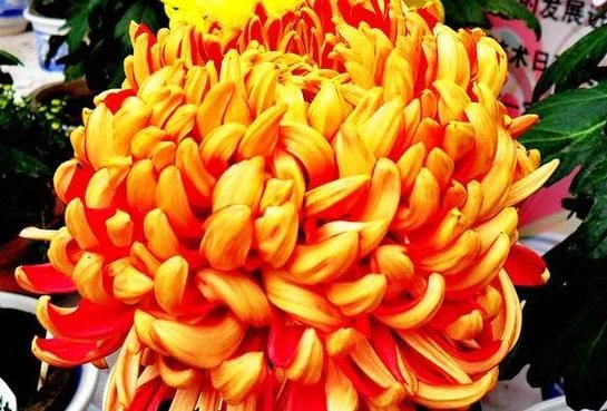  #珍品#喜欢菊花，就养“菊中珍品”牡丹红，似莲花牡丹，朴实高贵