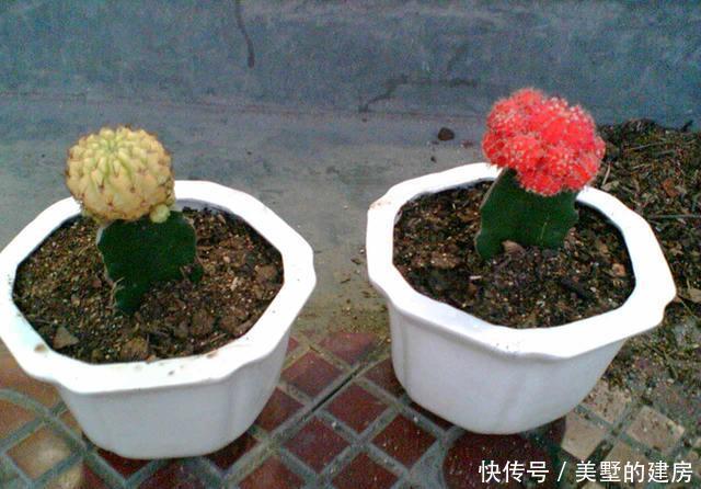 嫁接@仙人球用来扦插,简单三步很简单,开花变多更具观赏性