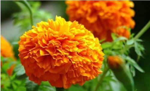  『快乐』三款寿意之花，盆栽一株修心养性，健康又快乐，款款好看又爆盆