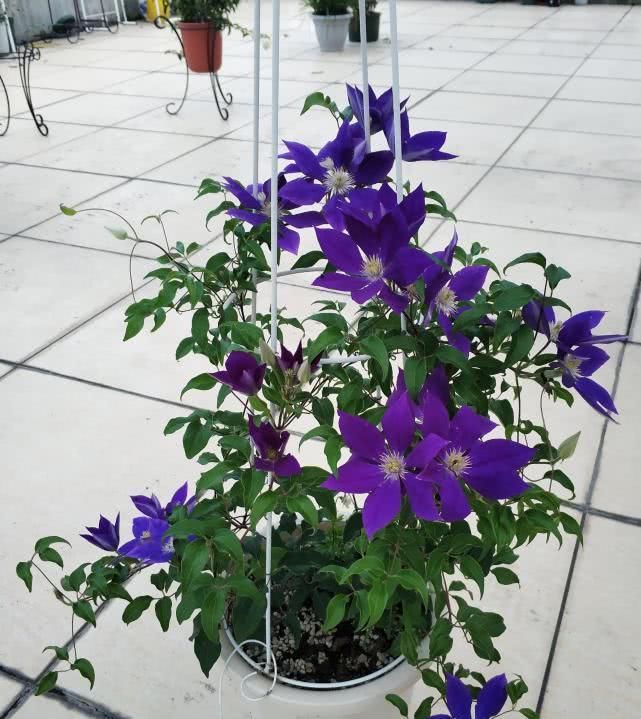  【番莲花】最耐寒的藤本花卉，全年开花易“养活”，非常适合养花新手！