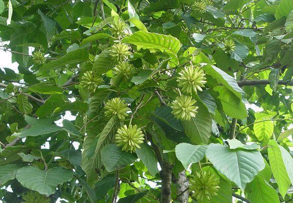  「品种」农村这种植物很稀少，曾经被农家人当柴烧，如今成国家保护品种