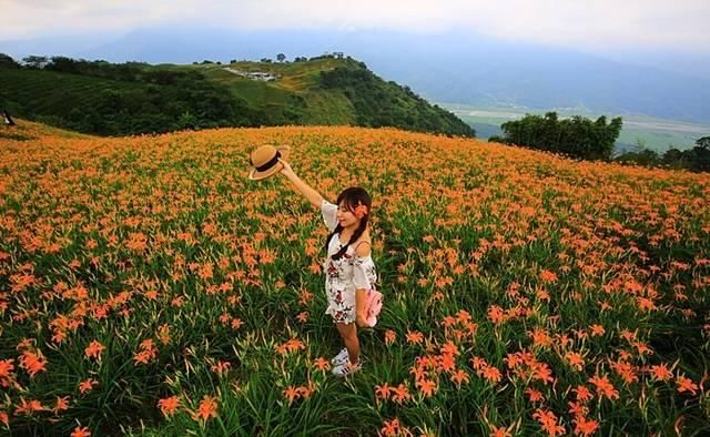 梦幻金针花毯绝景！上山美照拍一波