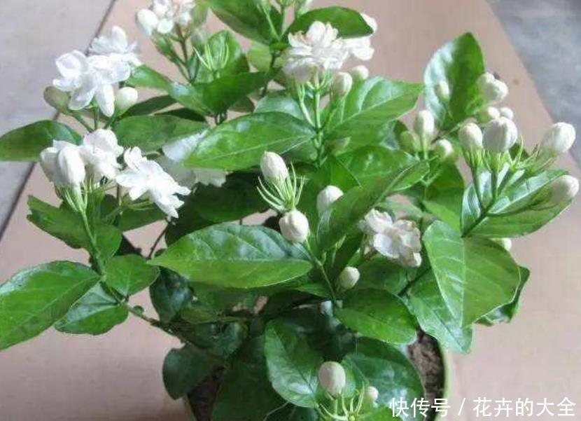  『安睡』卧室就养“4种花”，杀菌又吸尘，舒服安睡“一整晚”，好养好看