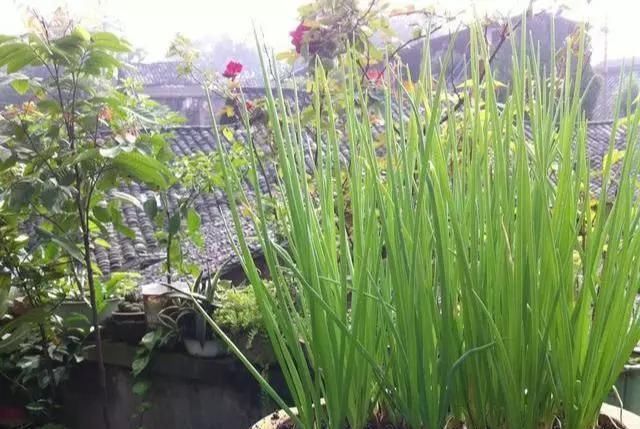 「够吃」阳台就是大菜园,这6种蔬菜都能种,一年不用买菜,全家都够吃
