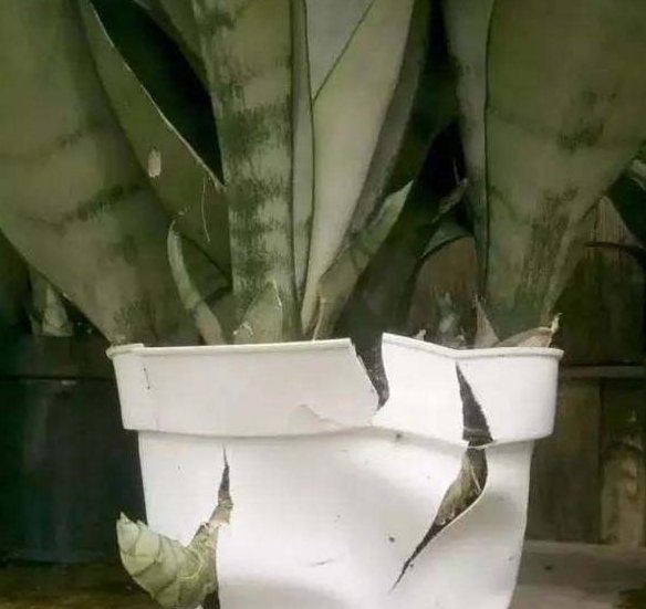  【根部】2年没“换土”，撬开这4种植物的花盆后，发现盆土都“消失”了！