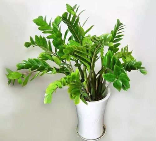  「就要」22种室内极难养死的植物，绿植就要选这些
