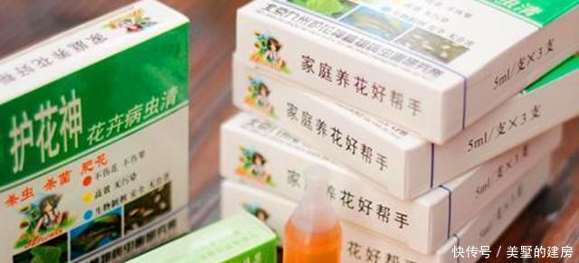 绿植|介壳虫成灾?别担心,这些方法轻松治愈你心爱的绿植!