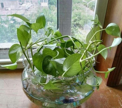 【便宜】不要再付钱买花盆了。 用它做花盆,钱也便宜干净