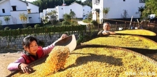 怎么电视里的农民干啥都能致富，自己弄就赔钱？老农道出其中原因