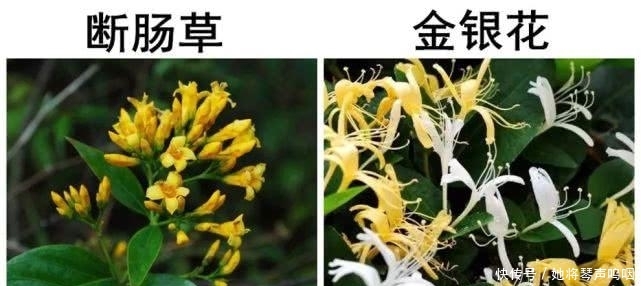 『传说』传说中的“彼岸花”、“断肠草”,在现实中,是否真实存在呢?