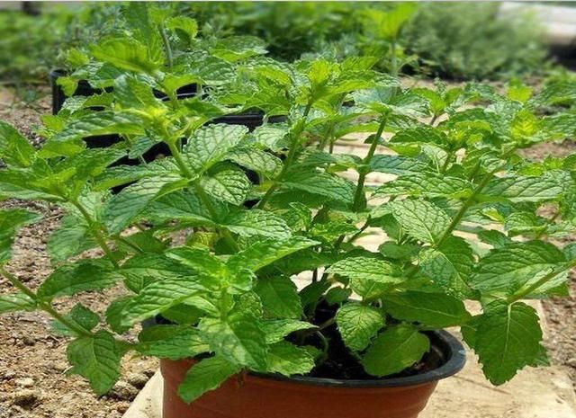 「堪称」这几种植物堪称小药箱,赶紧养起来吧!