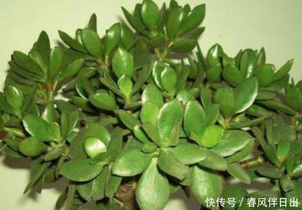 不养■这4种“树”,每一棵都寓意“招财”,尤其第三种,不养才可惜!