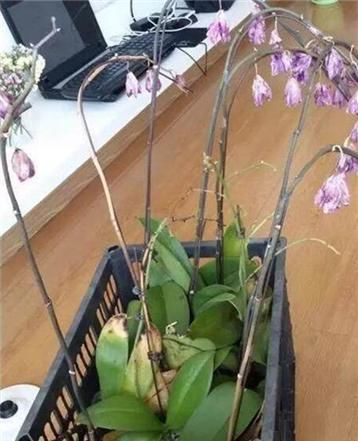  【白白】蝴蝶兰开完花就扔？真是大土豪，白白捡了一箩筐，修剪一下又开花