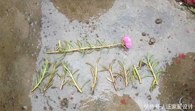  [图片作者]扦插技巧：这6种花现在扦插，丢土里就生根，插多少活多少！
