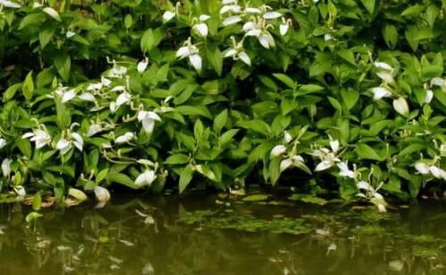 河边这野草，人称“脚气草”，作用不小，要是遇见别再当杂草了