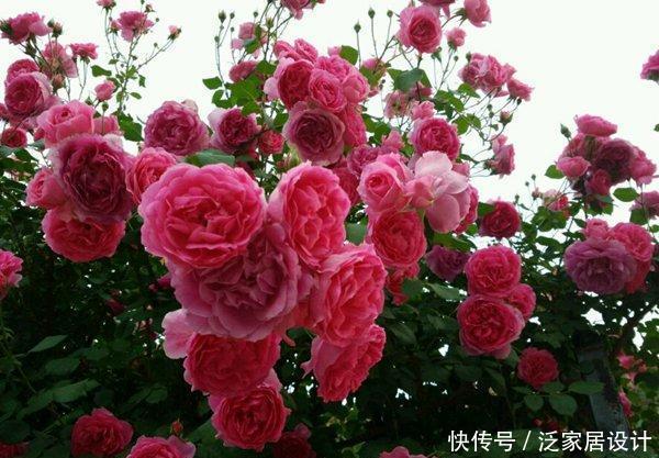 「游行」开花机器大游行,深粉色开花量巨大,美的让人震撼!