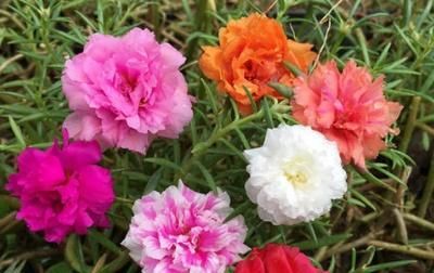  #花爆盆#太阳花爆盆的种植方法,掌握4个要点让太阳花疯长爆盆
