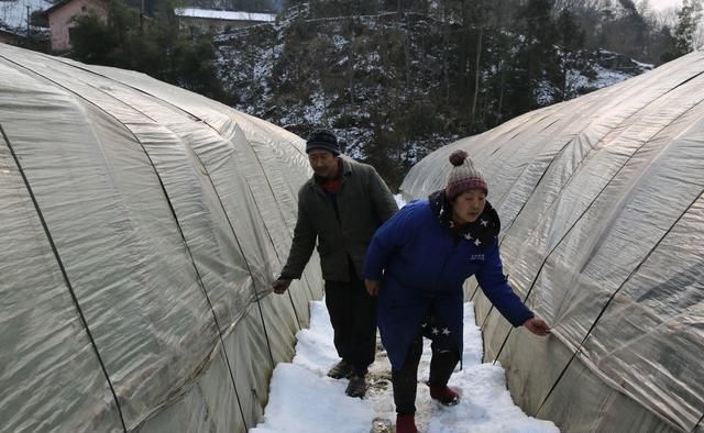 降雪要覆盖北方11省?“这么大的雪，菜农这两天肯定更忙了。