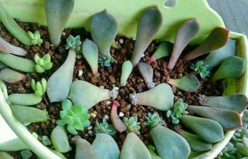 [薄肥勤施]养“多肉”忌讳“这3点”，难怪养成草，赶紧改了还不晚