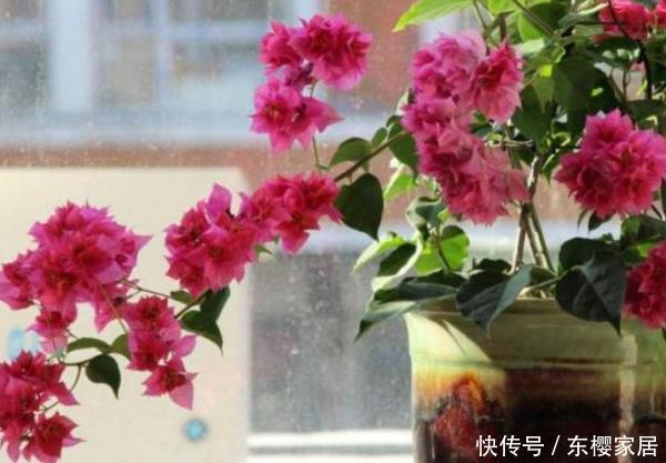  适合@这3种花最适合养客厅，净化空气吸甲醛，异味通通都跑掉！