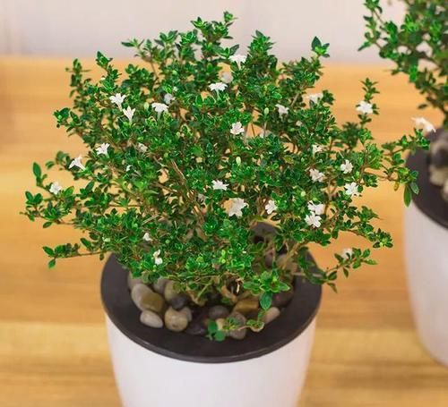  [植物]非常烂贱的植物，非常适合做小型盆景，养护简单易造型