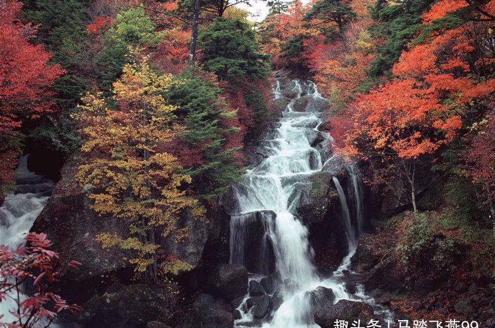 秋季看红叶最好的地方，原来在这里：枫树林风雨雪霜浸染150年！