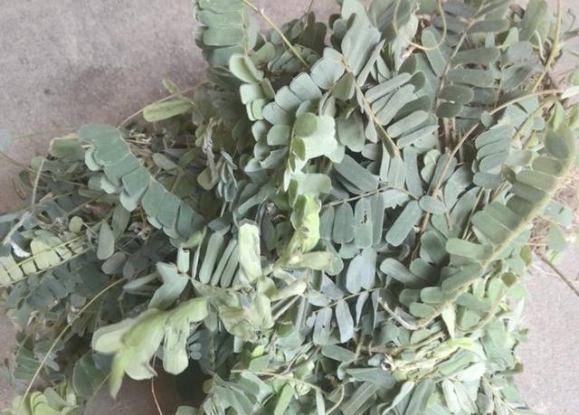  「鸡骨草」在深山，有1种珍贵的植物，人称“鸡骨草”，营养价值极高！