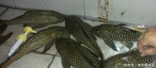 自家鱼塘里的10万斤鱼苗不翼而飞，把水抽干后，男子果断报了警！