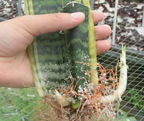  「叶片」虎尾兰不用买，叶子剪几段，插土里几天长满盆