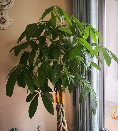  「够长得好」不会养发财树？小花匠用此方法养得枝繁叶茂，不愁养不好