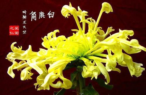 『绚丽多姿』喜欢玫瑰,不如养盆“优良名菊”,似高昂鹿角,花开绚丽多姿美丽