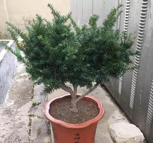  大熊猫@红豆杉号称“植物大熊猫”，净化空气促健康，注意5点红豆挂满枝