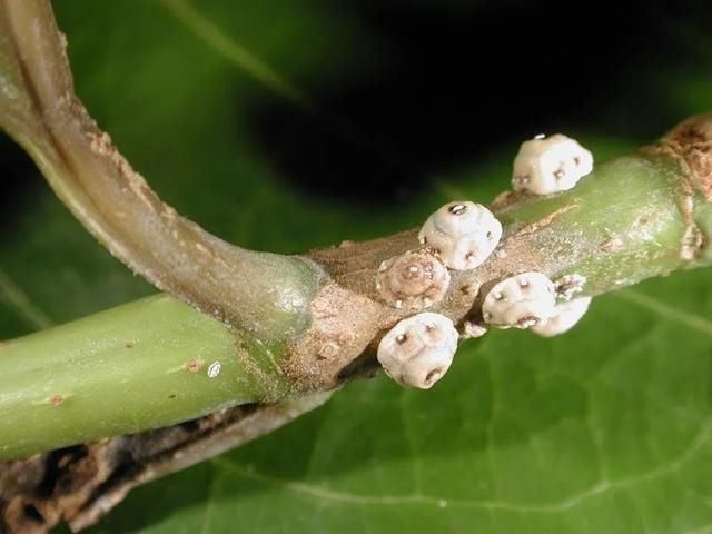  『植物的叶片』预防植物感染虫害要掌握几个技巧，否则容易感染这8种常见害虫