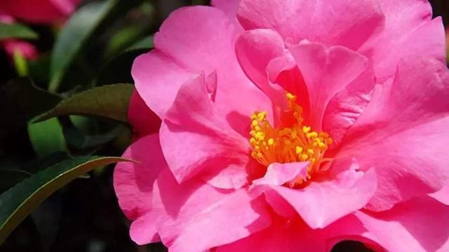 『碗口』茶花开花小是什么原因?做好这几点花朵“大如碗口”!