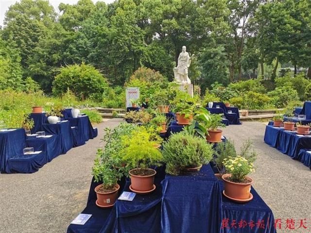  武汉植物园|六一，带孩子去畅游植物世界，了解植物百科吧