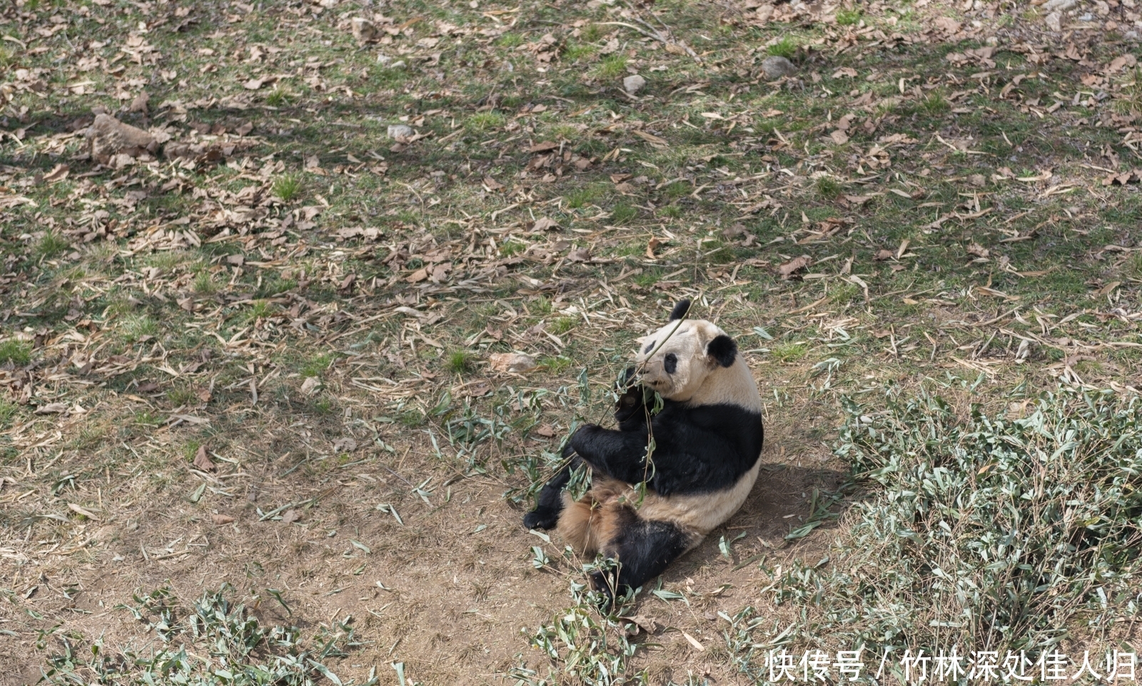 中国熊猫第一县在陕西？这座小城还有另外三种国宝级动物