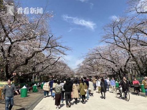  人数：确诊人数还在涨 日本上野公园却迎来“赏花潮”