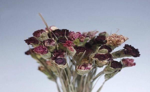  『永远』让盆栽鲜花不永远不凋谢的方法，可以用来点缀你的房间