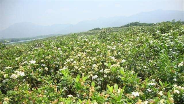  观赏树@很多人都吃过，市场销量大，农民种了却滞销，成了观赏树