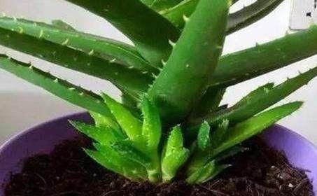 枝肥■春季养芦荟,一个小技巧,侧芽蹭蹭冒,枝肥叶壮又开花