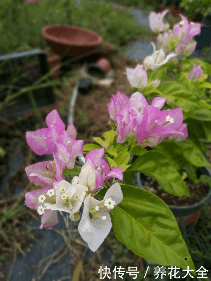 这3种花，家里要是有1棵，给多少钱都不卖！