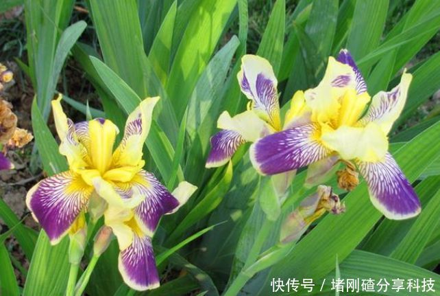  观赏价值■“4种花”是懒人的最爱，越懒养长得越好，给点阳光就爆盆！