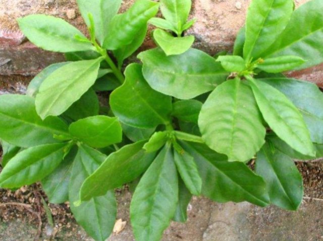  「人参菜」原本是外来入侵植物，却被人们吃到要种植，还以“人