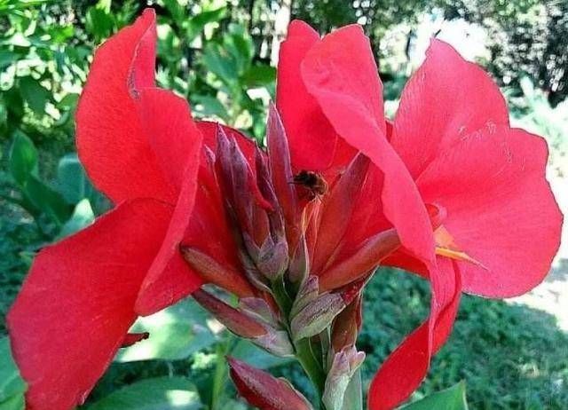  「厕所」有些乡下人在厕所旁边种这种花，不是为了除臭，而是为了吃
