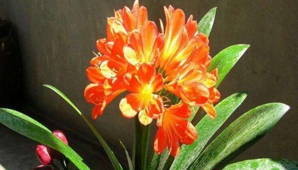  「长寿花」家里养花别乱养！这4种花镇宅又养人，客厅摆几盆，全家都富贵