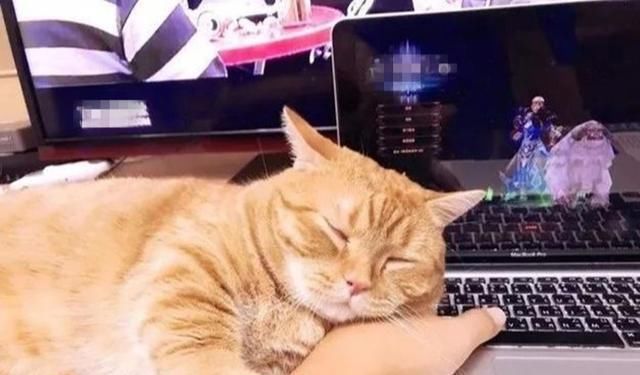  [粘人]主人趴床上玩手机，衣领处意外钻出猫头，猫咪：休想无视我