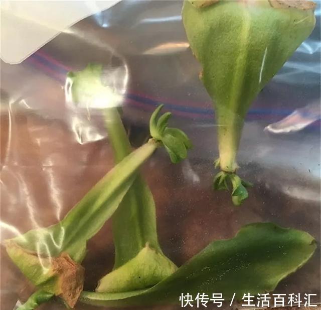 『扦插』空气生根扦插法,有效的懒人养花方法!揪片叶子丢袋子,太好活了