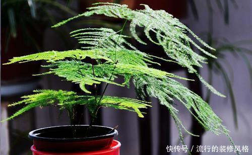 花特@这些花特怕晒太阳,越晒越黄叶,赶紧搬到室内养护