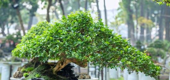 盆景，将缩小版的山水风景区收入在你的家中，体会传统的文化气息